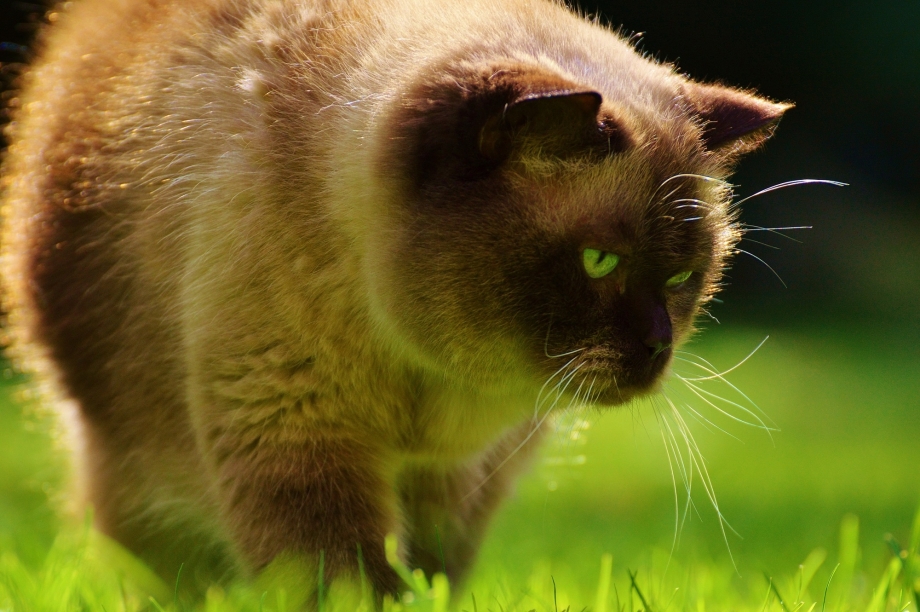Бурманская кошка