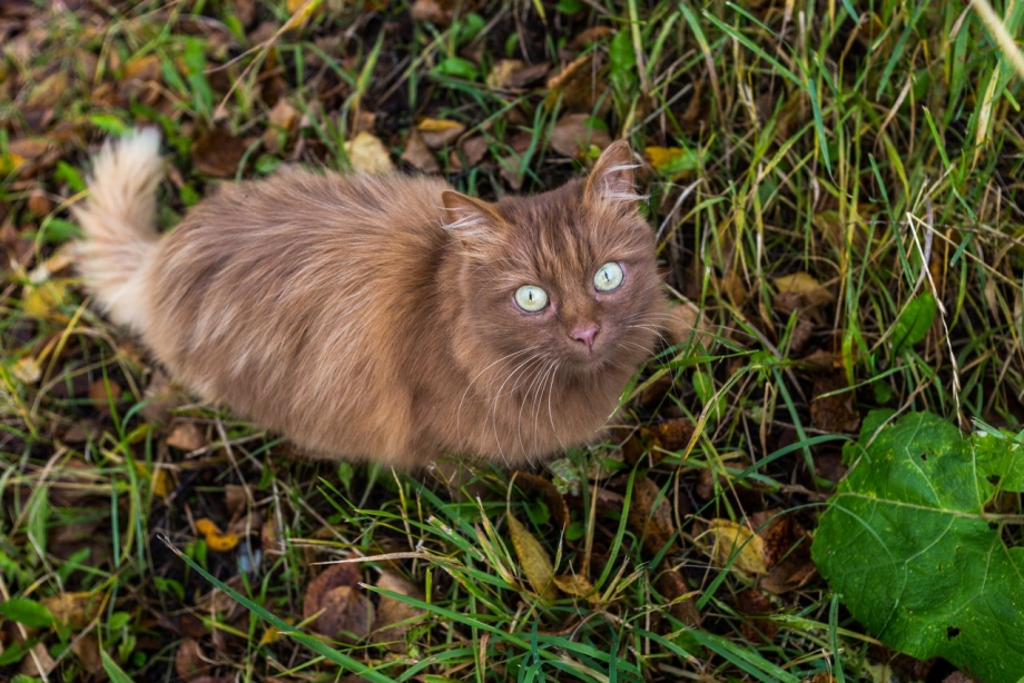 Абиссинская кошка коричневая