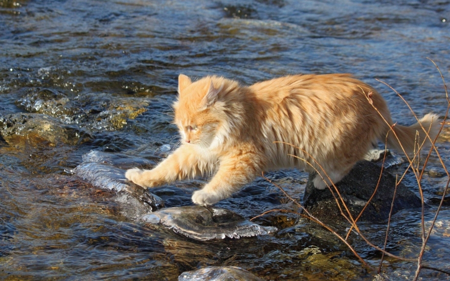 Коты Воители речное племя