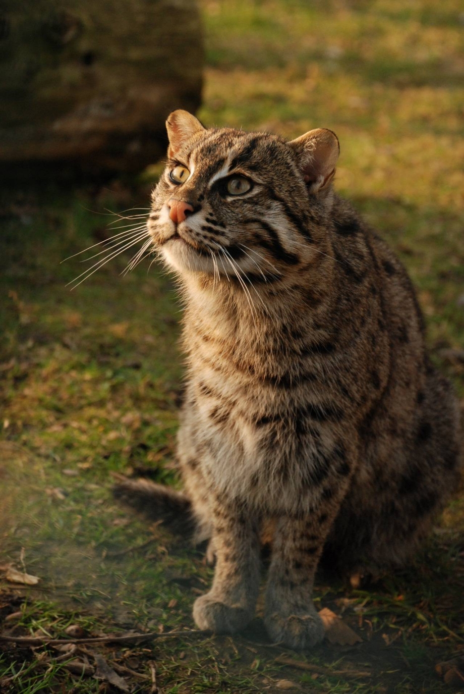Кот виверровый кот-рыболов