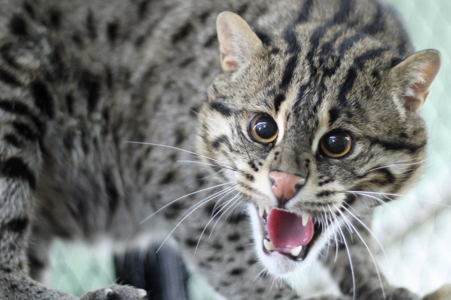 Кавказский камышовый кот Felis