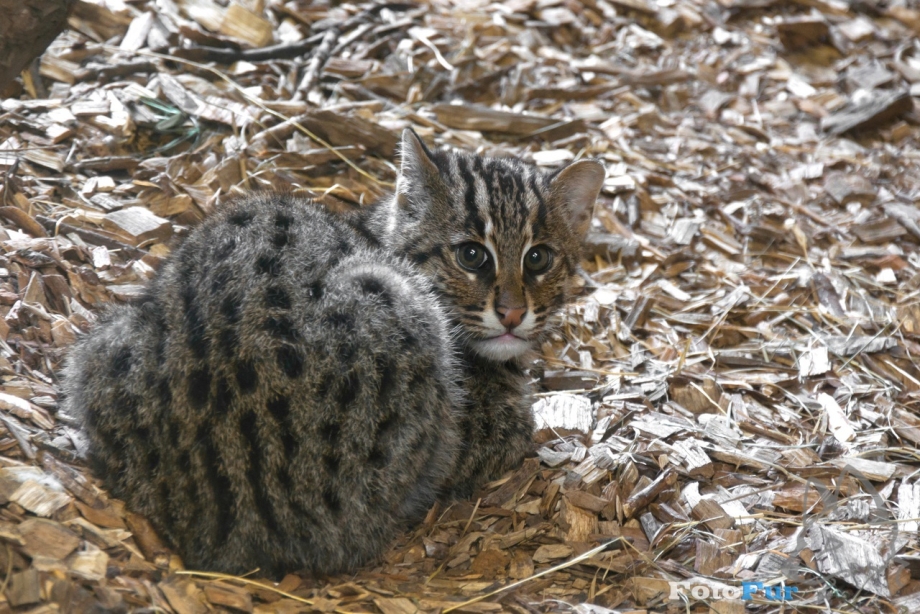Сафари кошка