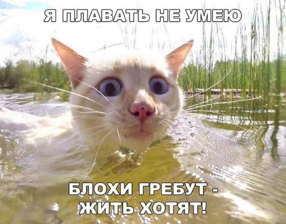 Кошка у реки