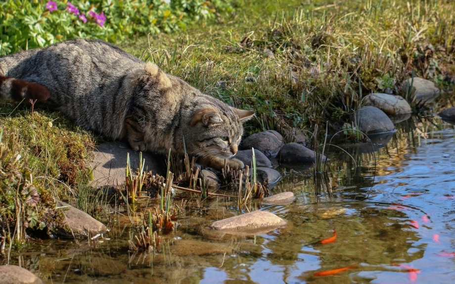Водоплавающие кошки