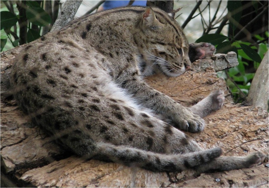 Кот на рыбалке