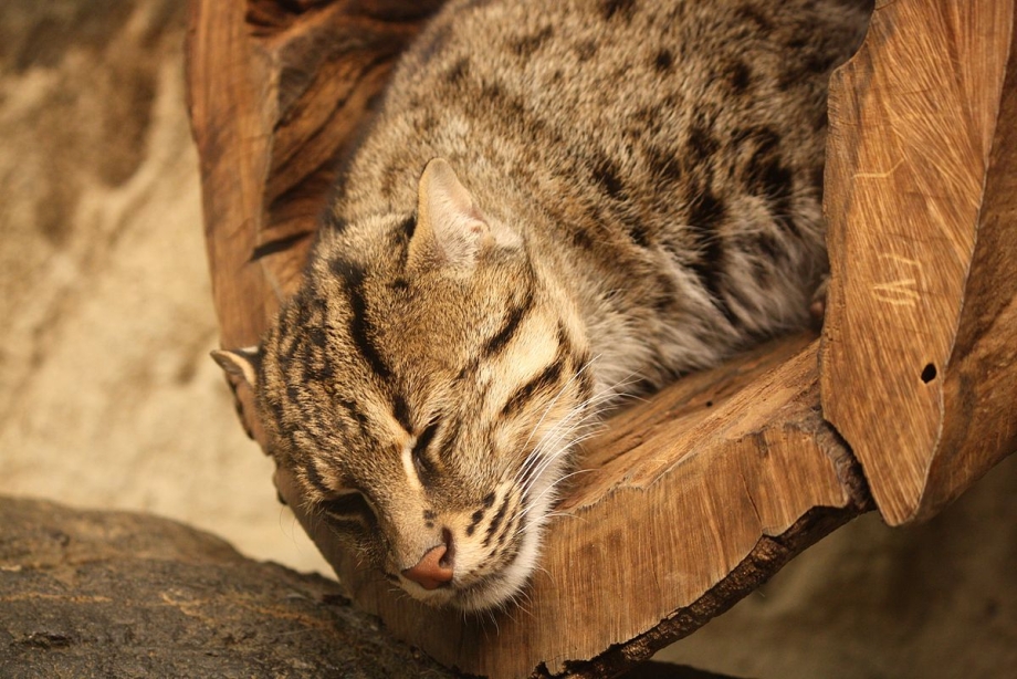 Водоплавающий кот