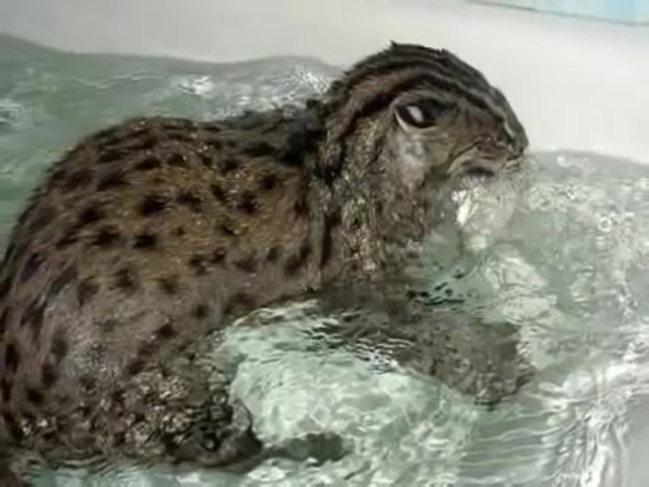 Водоплавающие кошки