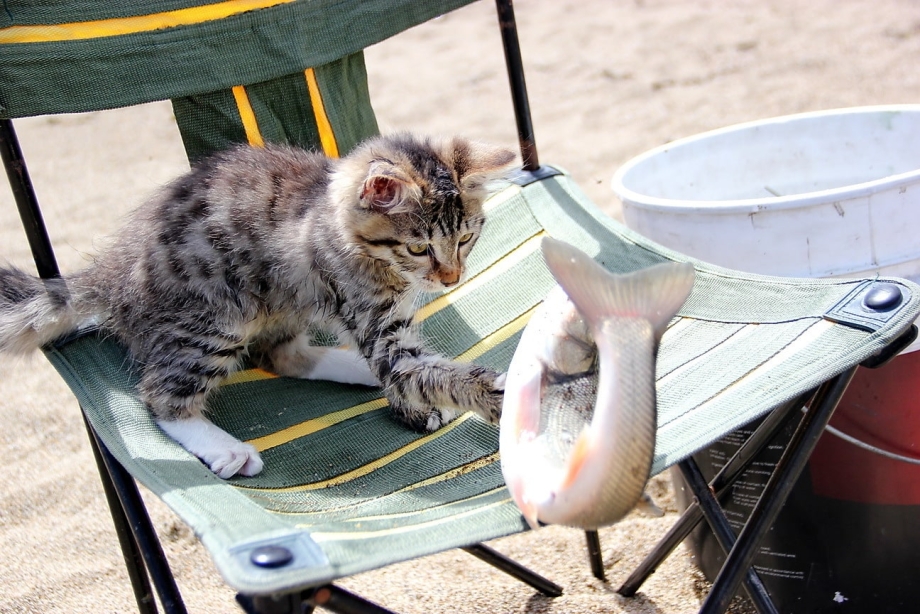 Котик в бассейне