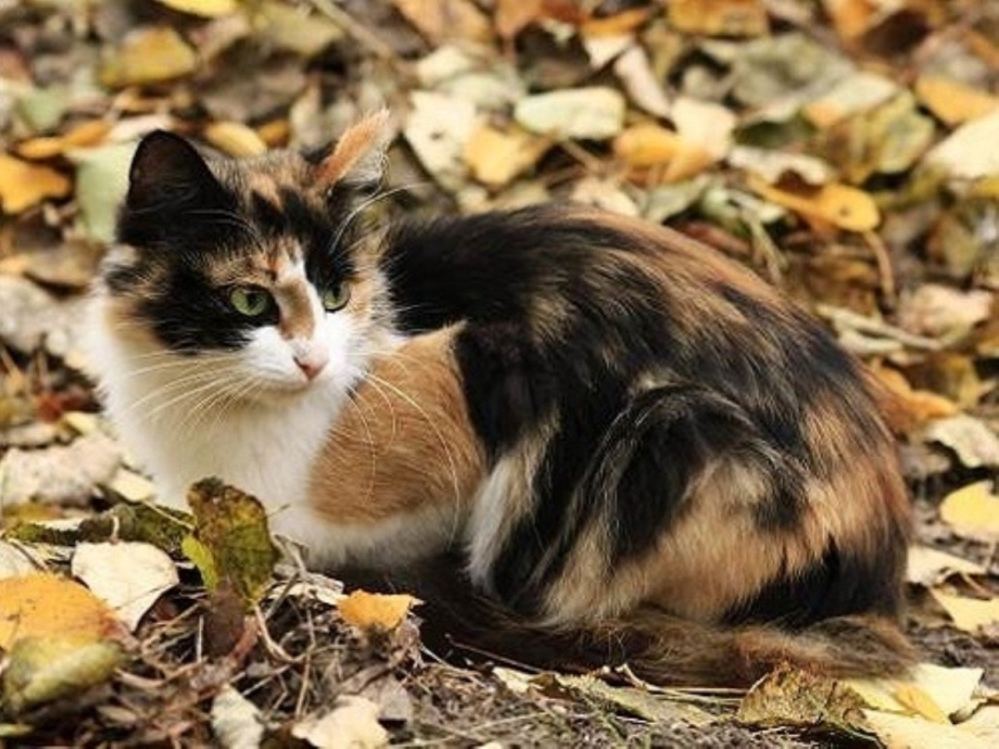 Черно рыжий кот