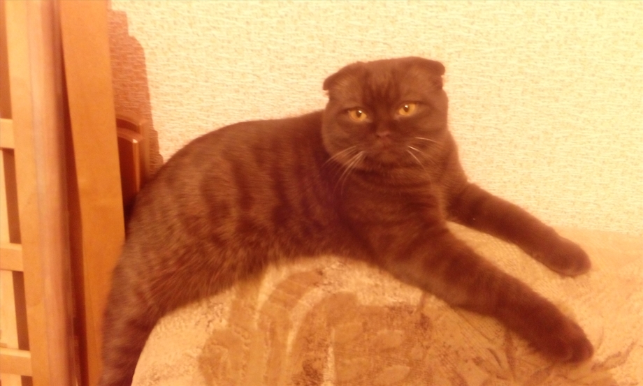 Кот Боня шотландский вислоухий