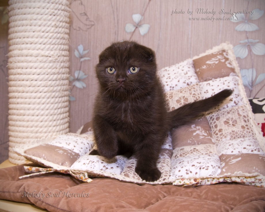 Шотландская вислоухая кошка коричневая
