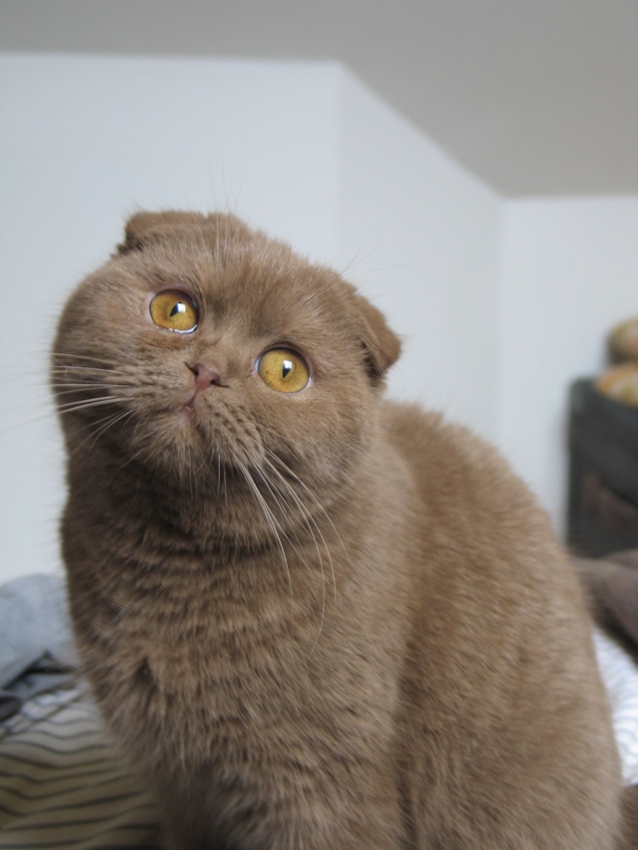 Шоколадный шотландский вислоухий котенок