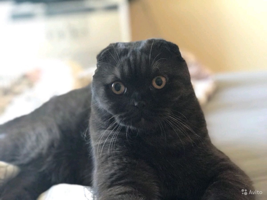 Шотландский вислоухий кот светло коричневый