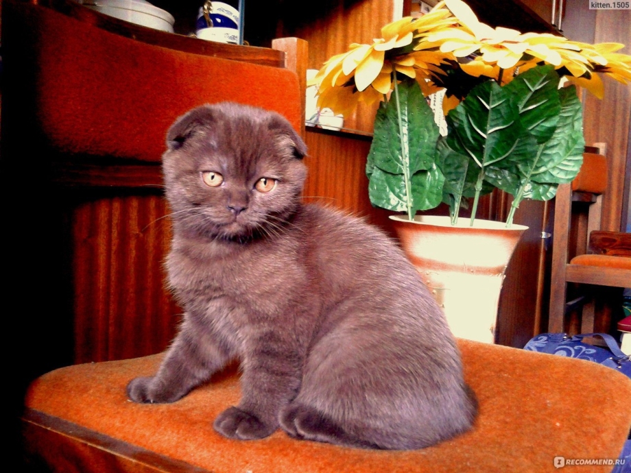Скоттиш фолд шоколадный
