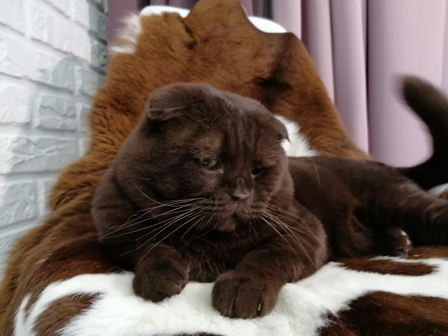 Английский вислоухий кот