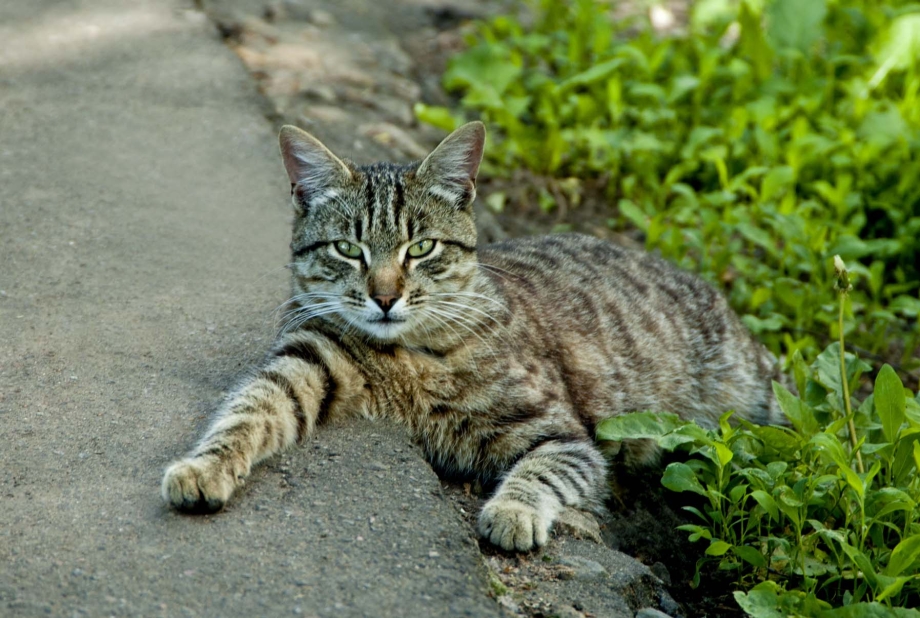 Американская короткошерстная кошка коричневая