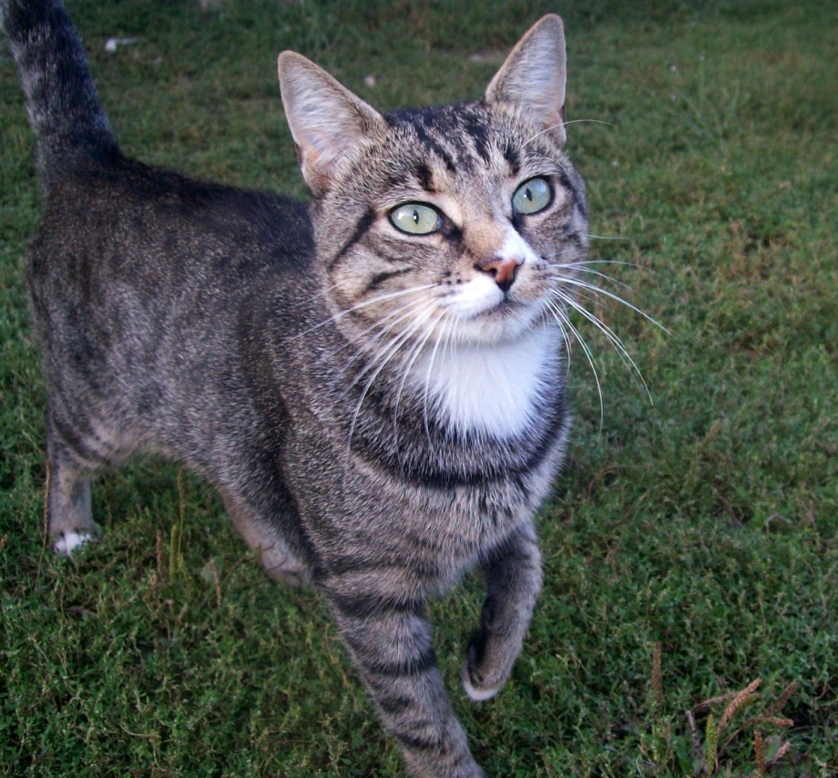 Европейская короткошерстная кошка
