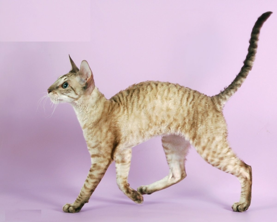 Корниш рекс американский Тип