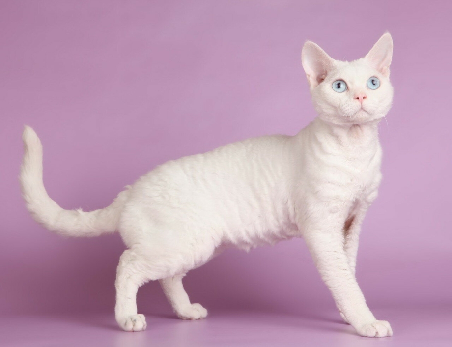 Кудрявая кошка Корниш рекс