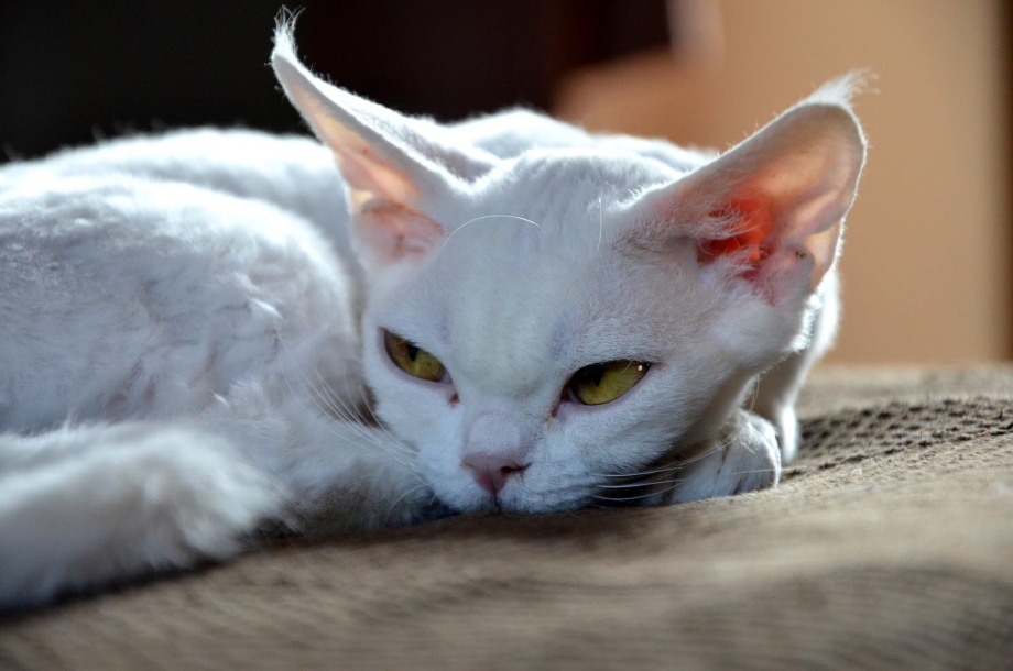 Коты Девон рекс