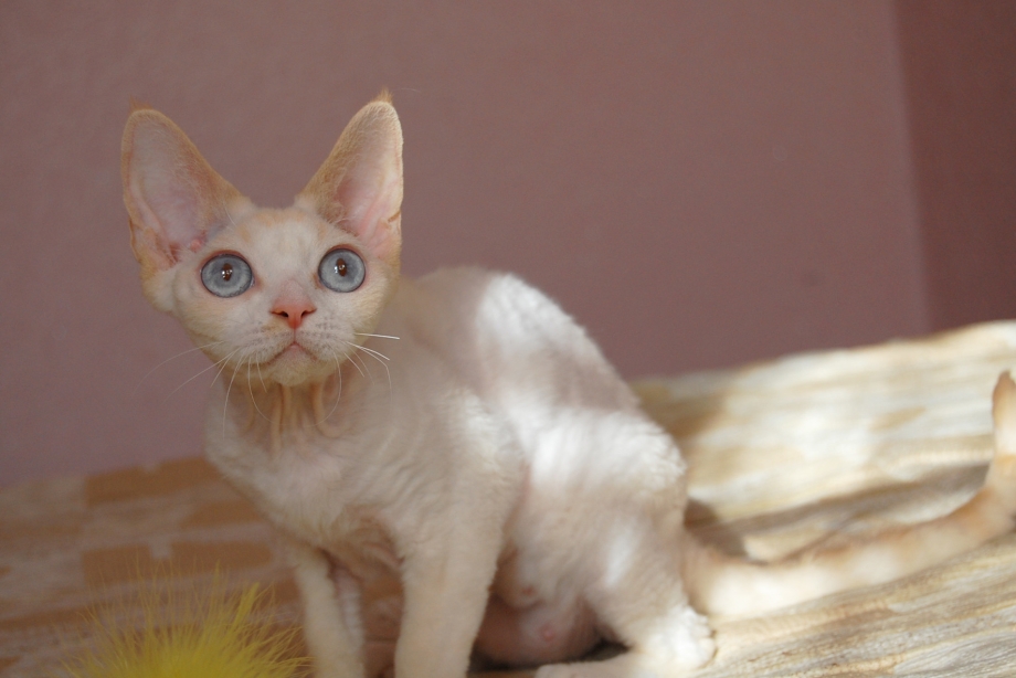 Уральский Корниш рекс