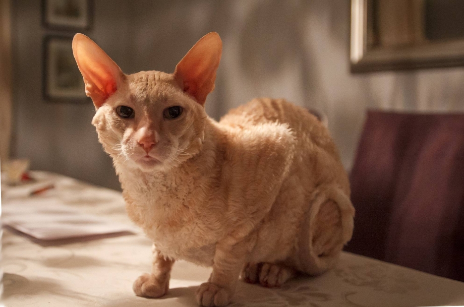 Коты Девон рекс