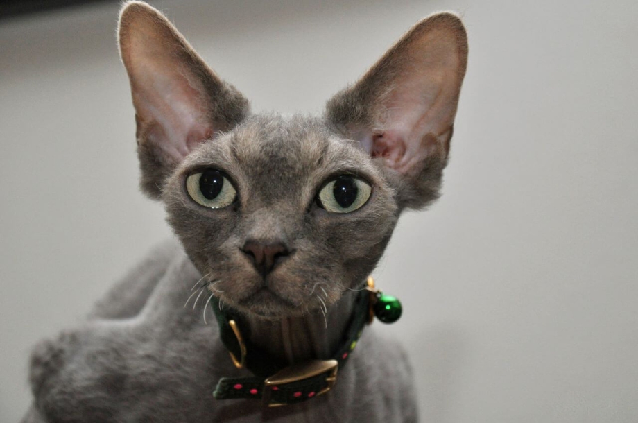 Сфинкс с короткой шерстью