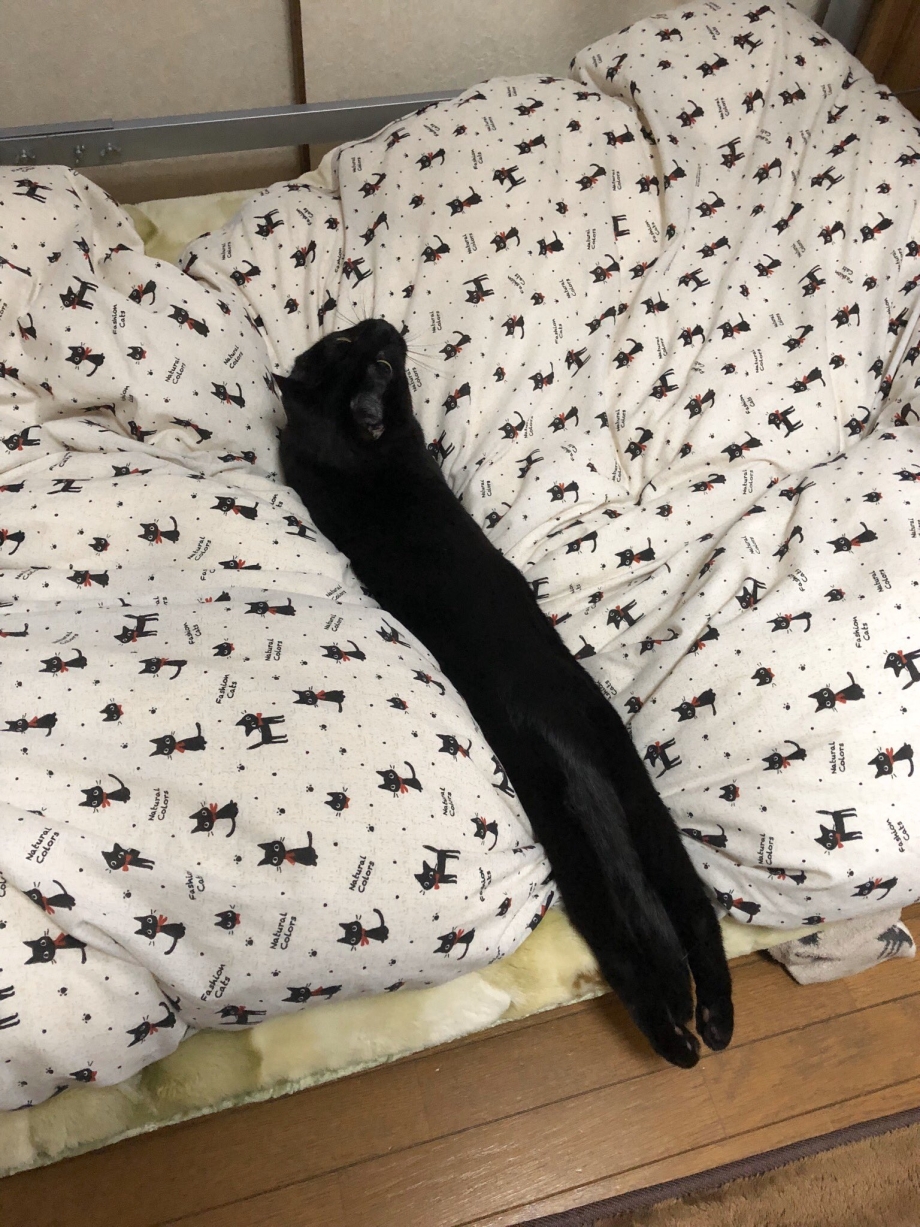 Черный котенок в постели