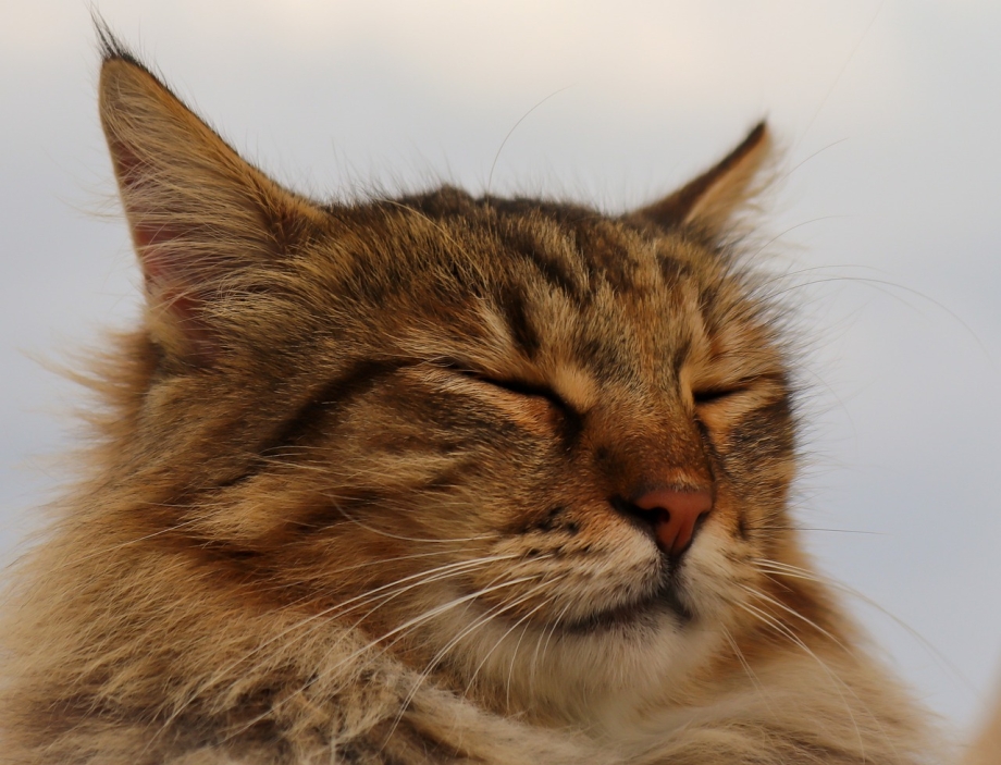Самая длинная кошка