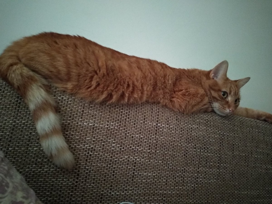 Коты с длинными волосами