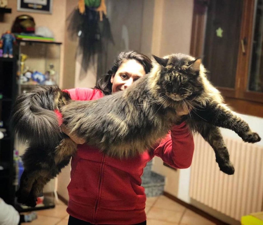 Шведская Лесная кошка