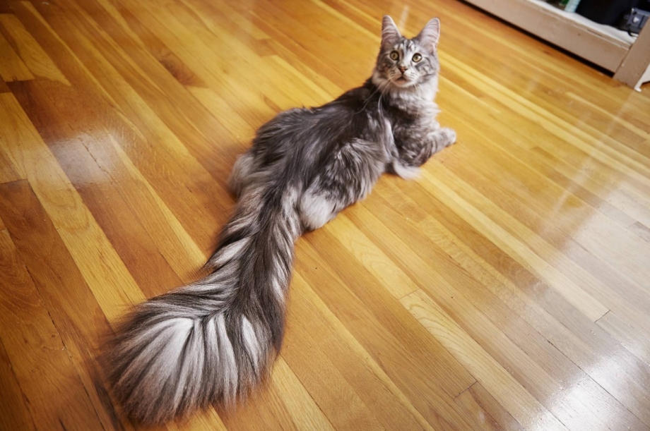 Кошка с длинным хвостом