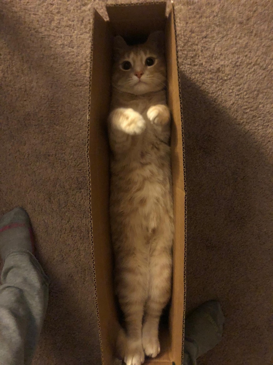 Коты в коробках