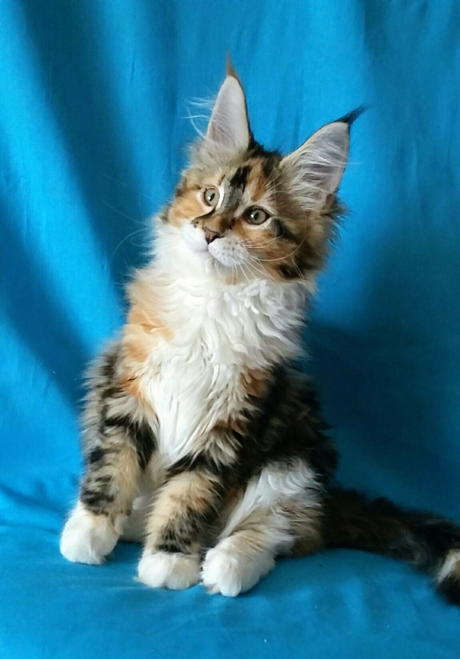 Мейн кун рыжий короткошерстный