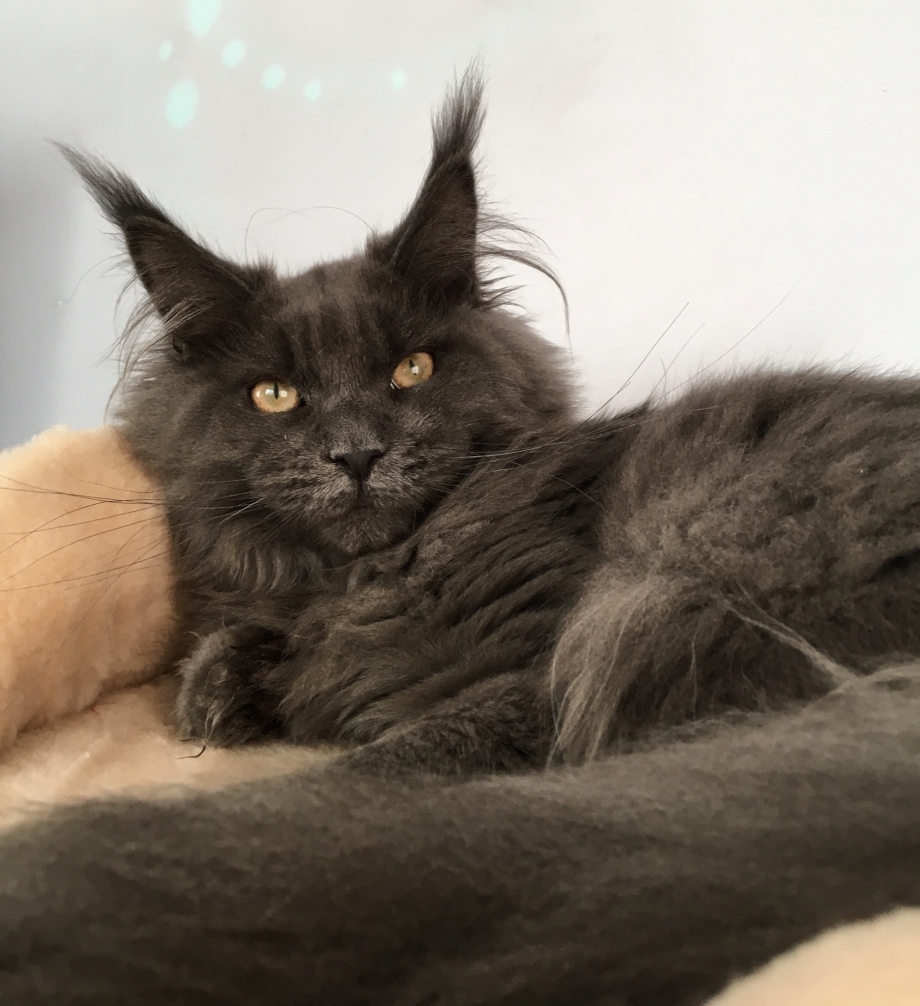 Кошка Мейн кун
