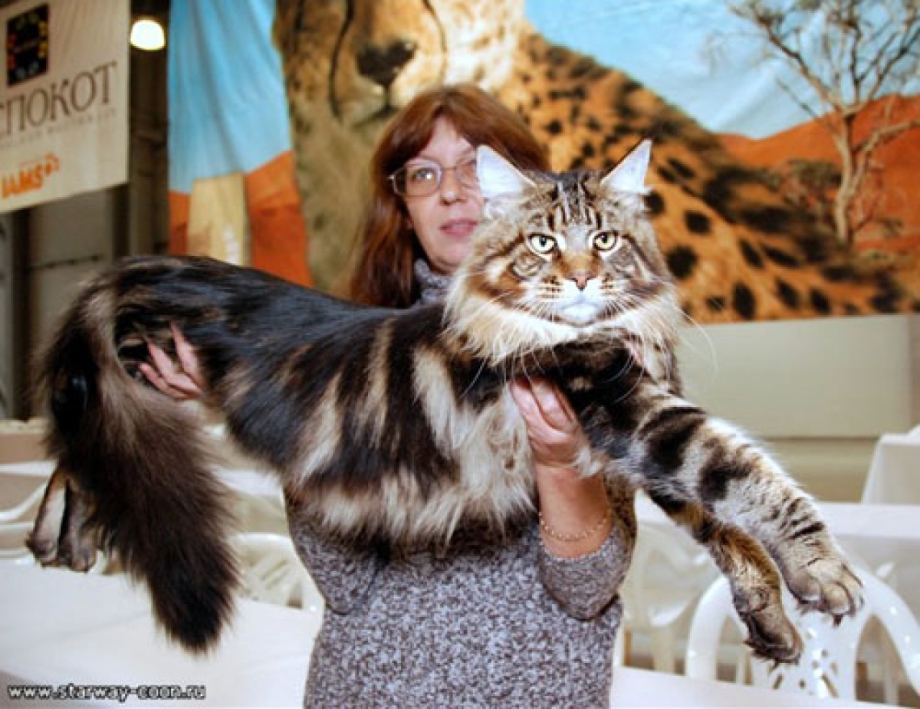 Coon Kitten слив