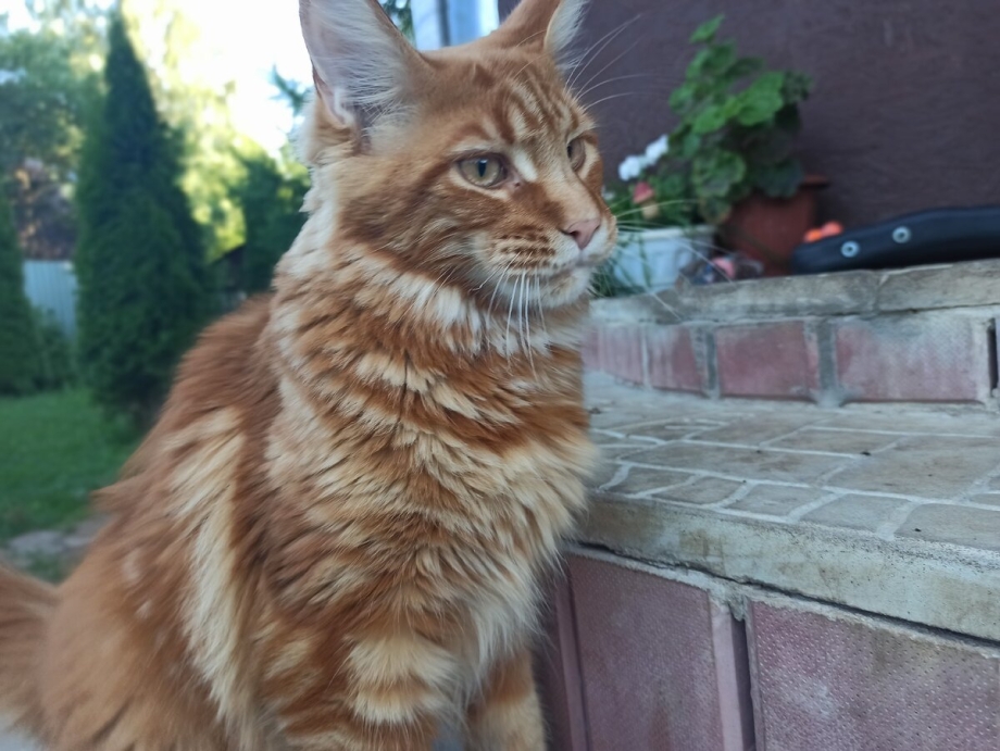 Фото котят Мейн кун 2 месяца тигрового окраса