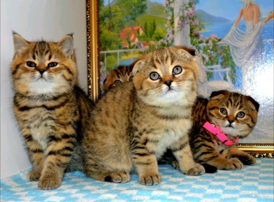 Шотландские супер котики