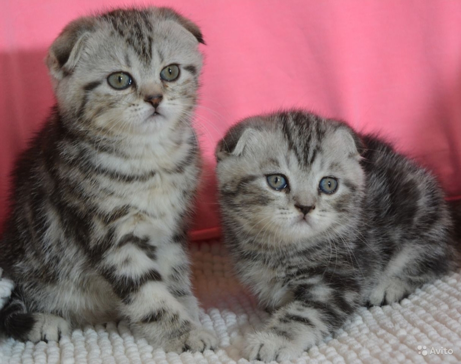 Шотландская кошка шоколадный мрамор
