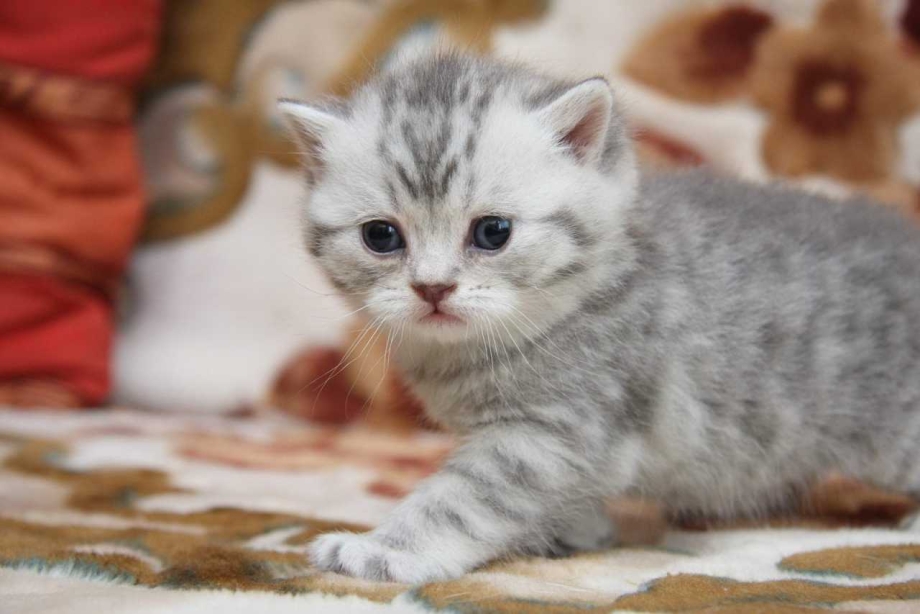 Скоттиш фолд шоколадный мрамор