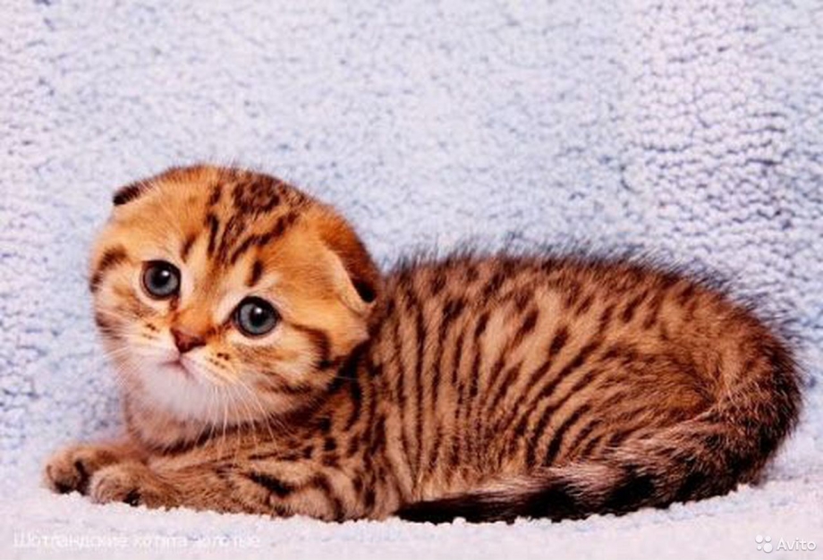 Шотландская вислоухая кошка тигровая