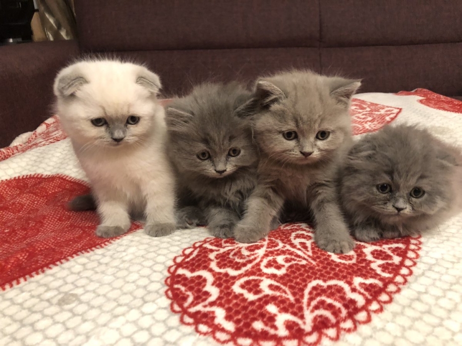 Красные тигровые Шотландские котята