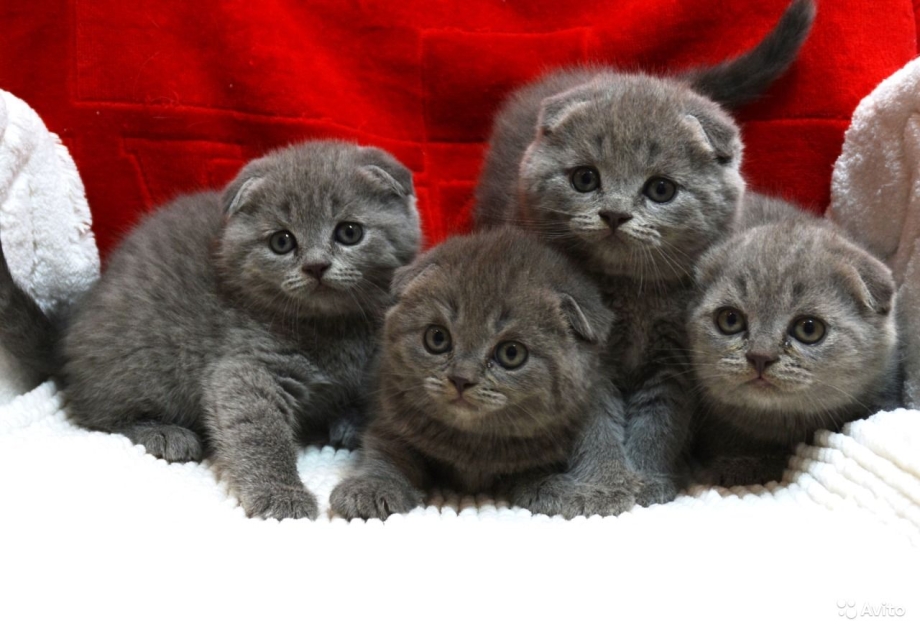 Шотландская вислоухая кошка голубая