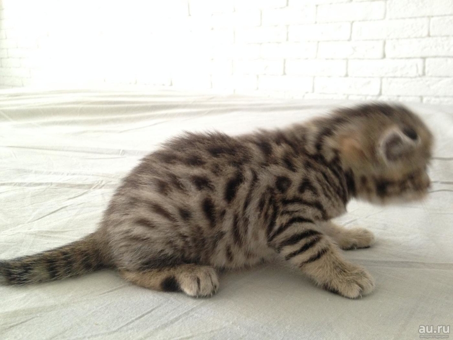 Вислоухие котята шотландцы полосатенькие
