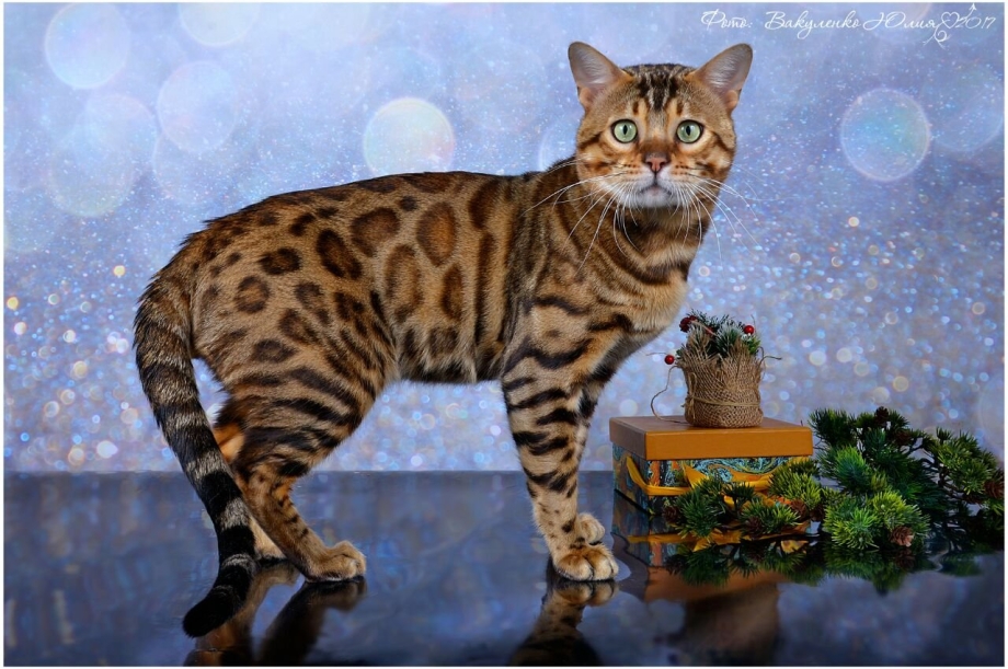 Вислоухие котята окрас вискас