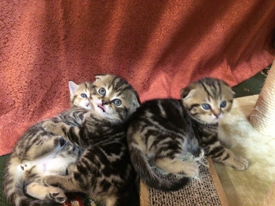 Шотландские котята Браун табби