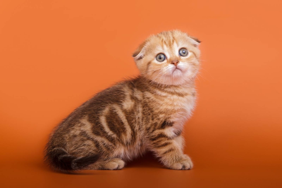 Шотландский кот прямоухий Нижегородской области