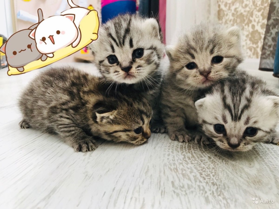 Шотландские котята Иваново