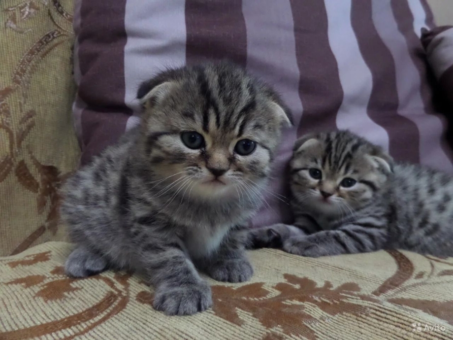 Шотландский серебристый вискас