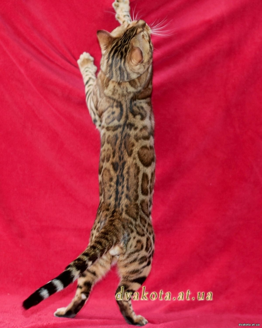 Кот реалистичный вислоухий